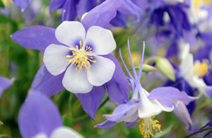 Aquiligia, State Series, Virginia