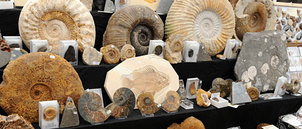 FossilFest