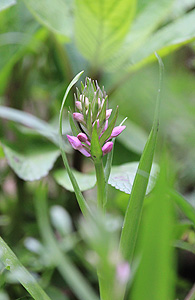 Southern marsh orchid