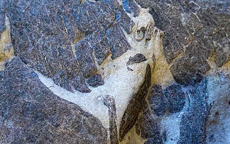 Fossilised fish bones