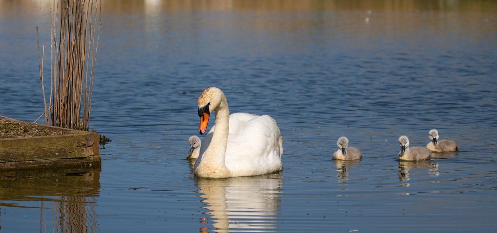 Abbotsbury Swannery